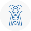 Walton Wasp Nest Removal